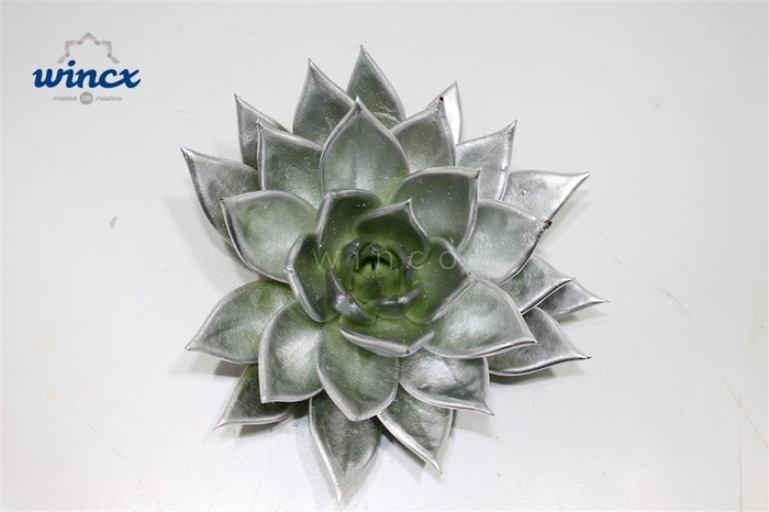 <h4>Echeveria Agavoides Paint Silver Cutflower</h4>