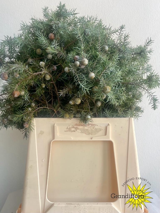 <h4>Jeneverbes GF</h4>