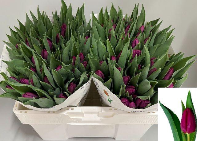 <h4>Tu En Purple Prince</h4>