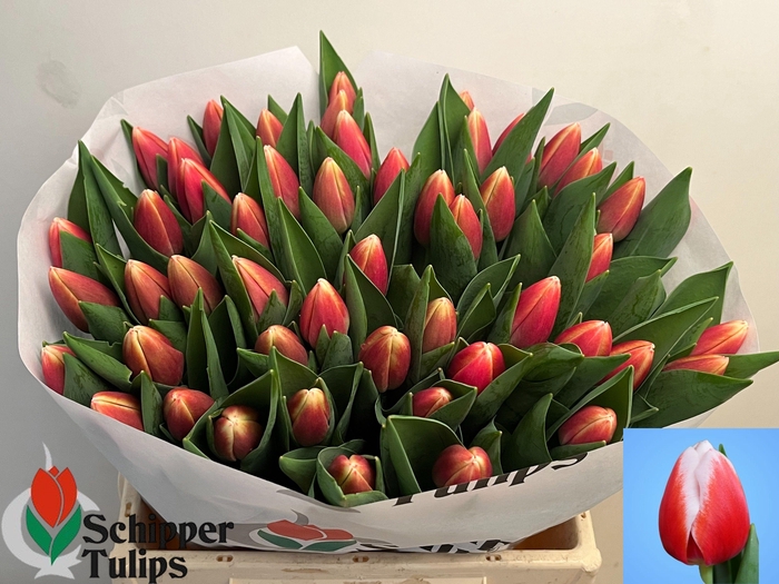 <h4>TU EN OUTFIT</h4>