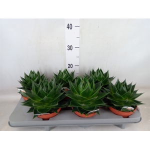 Aloe aristata 'Cosmo'