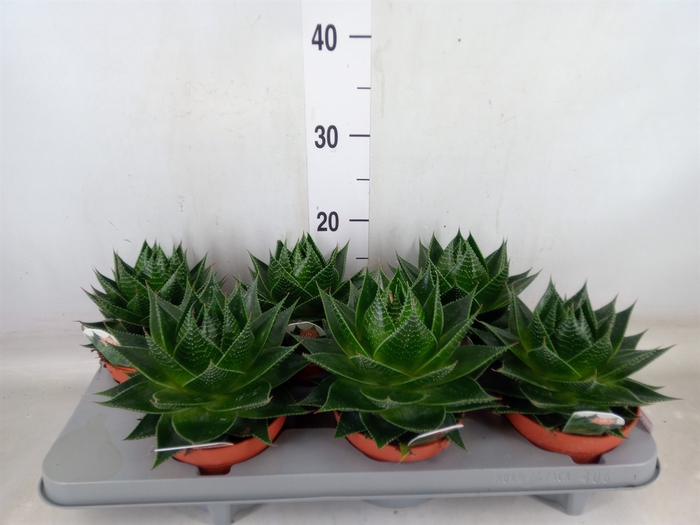 <h4>Aloe aristata 'Cosmo'</h4>