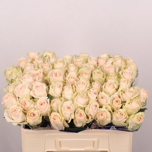 R GR WEDDING ROSE