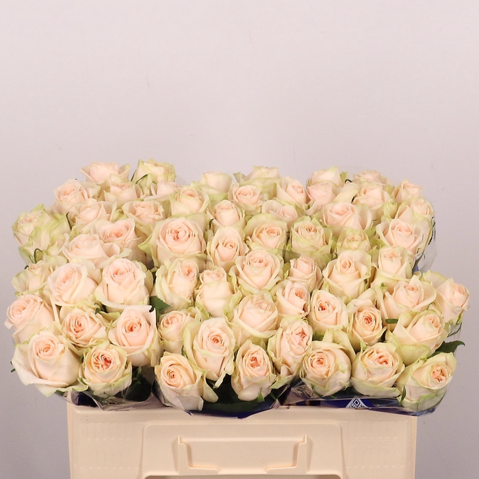 <h4>R GR WEDDING ROSE</h4>