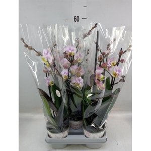 Phalaenopsis   ...