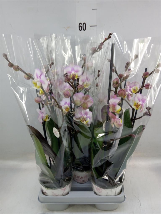 <h4>Phalaenopsis   ...</h4>