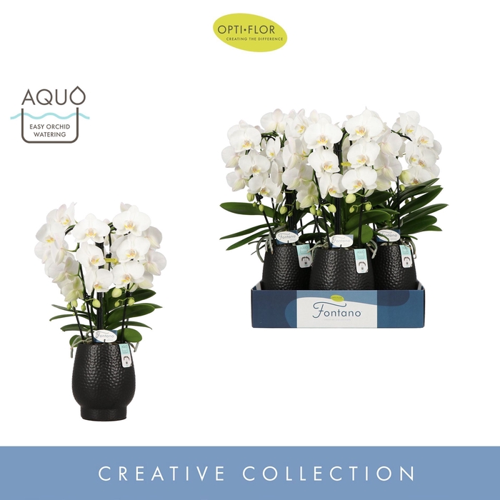 <h4>Phalaenopsis wit meer takken</h4>