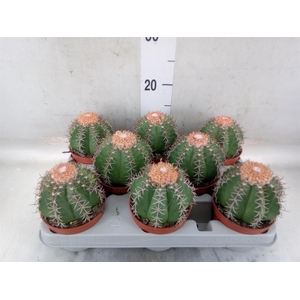 Melocactus matanzanus