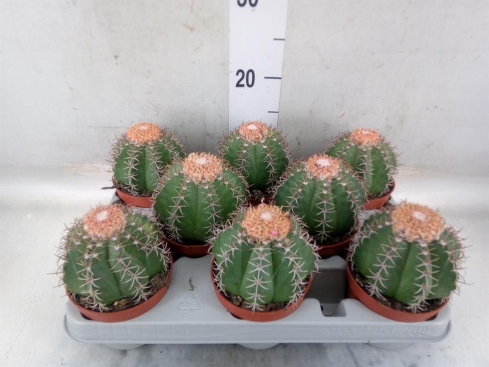 <h4>Melocactus matanzanus</h4>