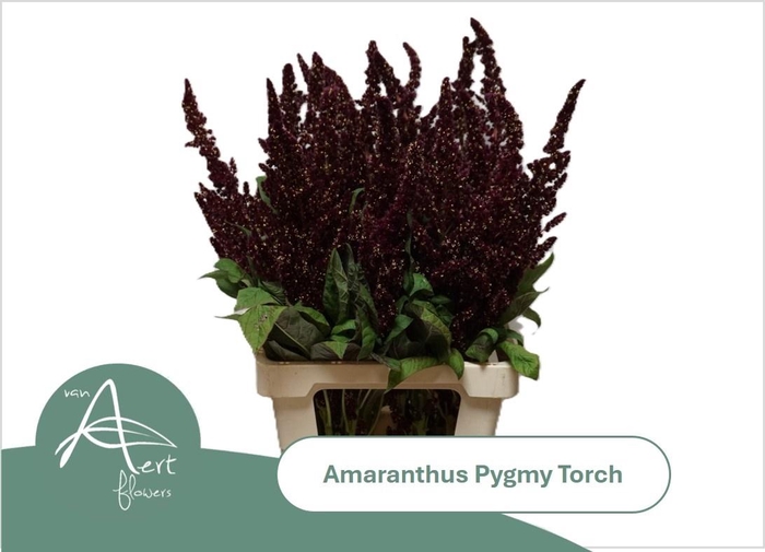 <h4>Amar Hy Pygmy Torch</h4>