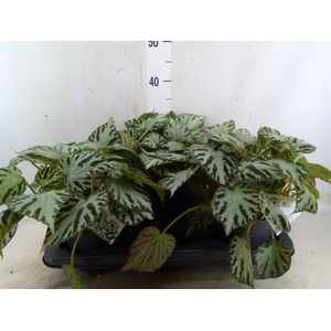 Begonia BD 'Silver Jewell'