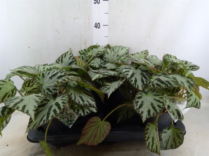 <h4>Begonia BD 'Silver Jewell'</h4>