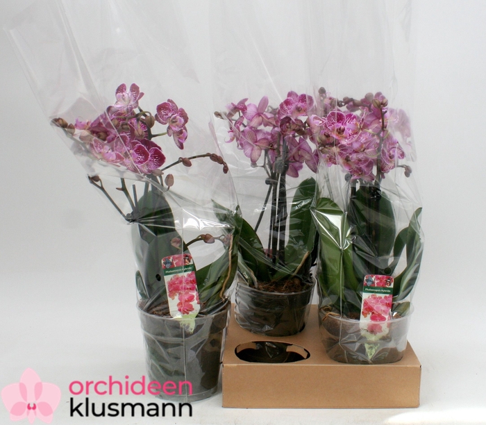 <h4>PHAL GEM</h4>