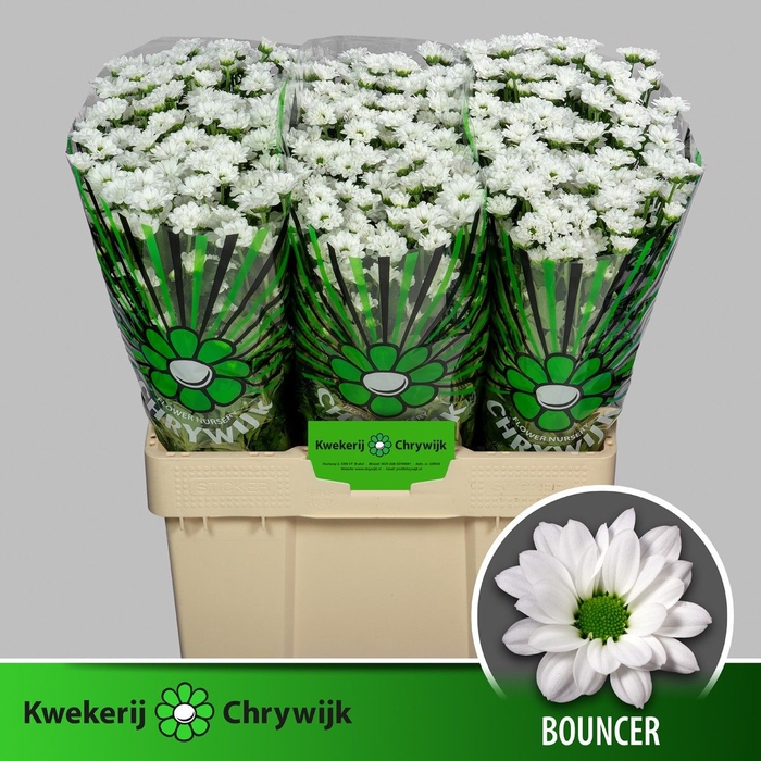 <h4>CHR S AAA BOUNCER</h4>