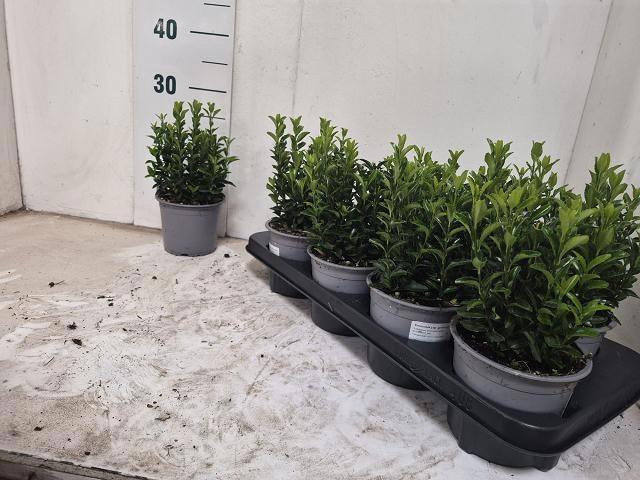 <h4>EUONYMUS JA GR SPIRE</h4>