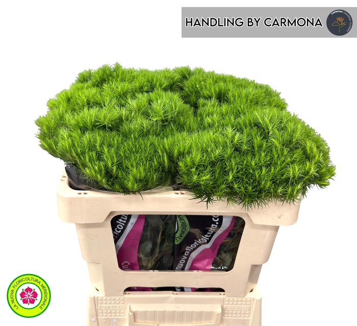 <h4>DI BARB KIWI MELLOW</h4>