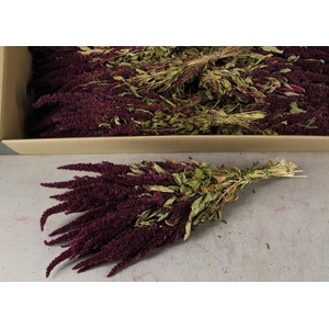 DF Amaranthus Red Bs 160g