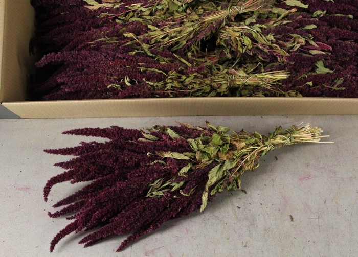 <h4>DF Amaranthus Red Bs 160g</h4>