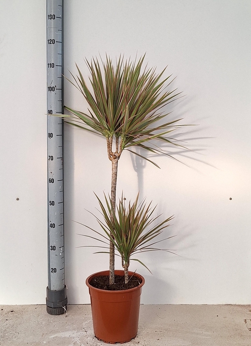 <h4>DRA MARGINATA</h4>