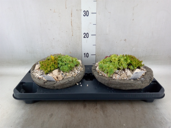 <h4>Arr.   Tuinplanten L%</h4>
