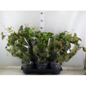 Cissus rhombifolia 'Ellen Danica'