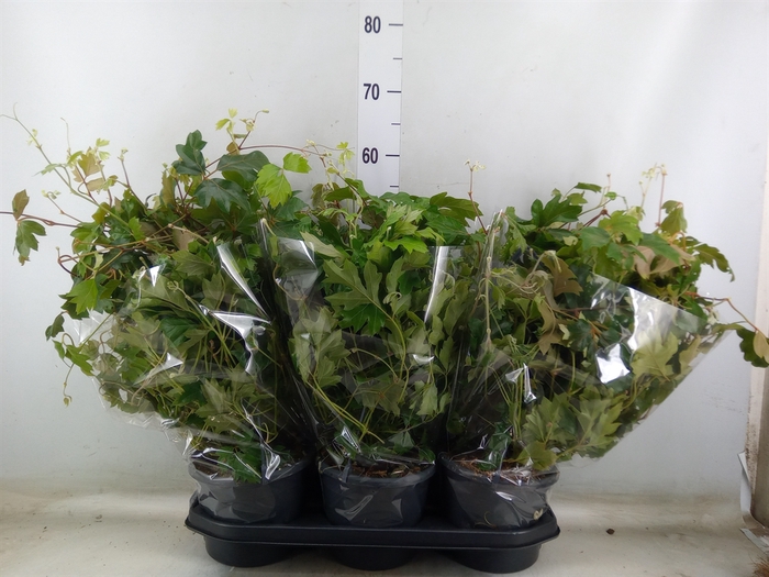 <h4>Cissus rhombifolia 'Ellen Danica'</h4>