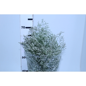 LIMONIUM BRANCO 070 CM