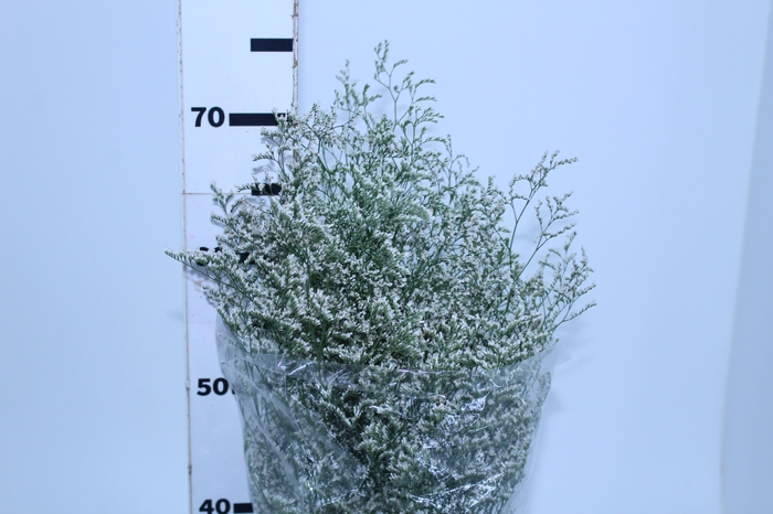 LIMONIUM BRANCO 070 CM