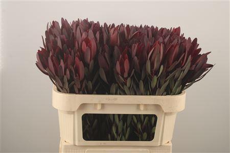 <h4>Leucad Saf Sunset</h4>