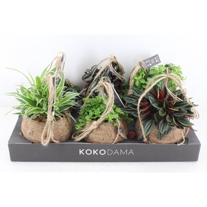 arr3 Kokoplant - Smit collection mix x6