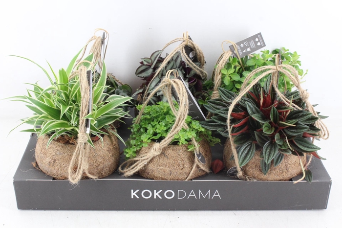 <h4>arr3 Kokoplant - Smit collection mix x6</h4>