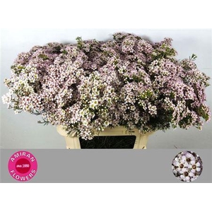 Chame Un Jupite Moon White 80cm