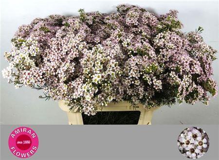 <h4>Chame Un Jupite Moon White 80cm</h4>