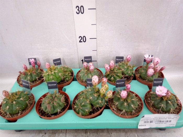 <h4>Gymnocalycium horstii</h4>