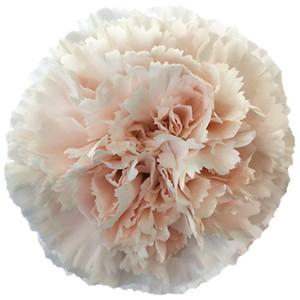 Dianthus st brut