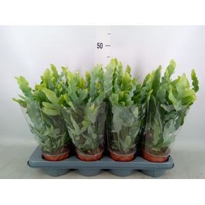 Phlebodium aureum 'Blue Star'