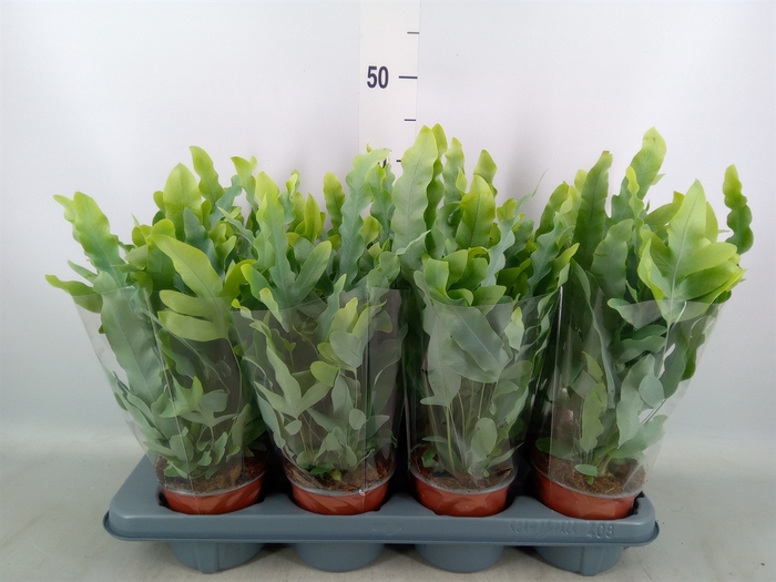 <h4>Phlebodium aureum 'Blue Star'</h4>