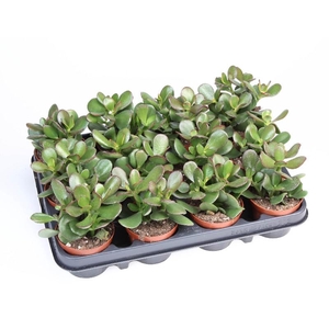 Crassula Ovata Sunset