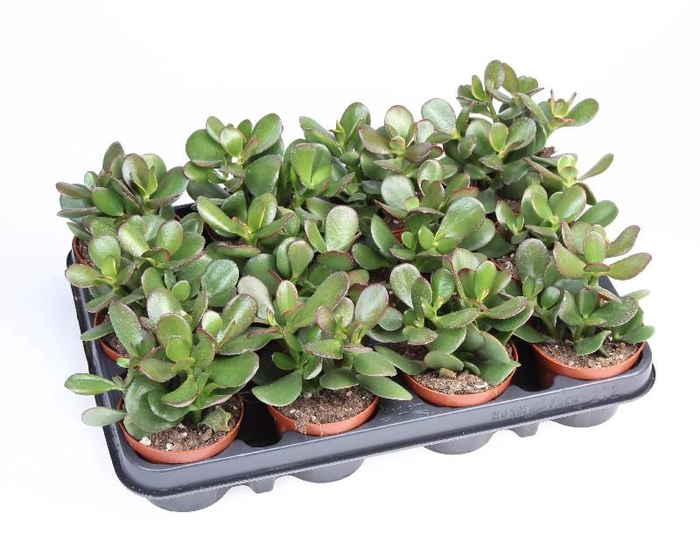 <h4>Crassula Ovata Sunset</h4>
