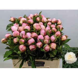 PAEONIA GARDENIA