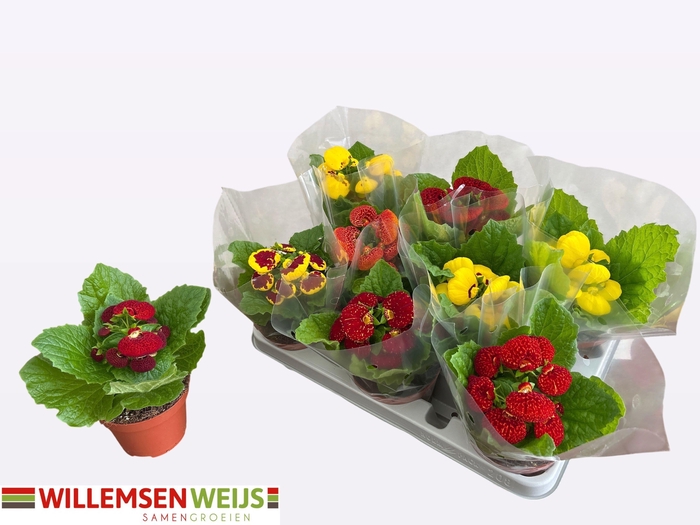 <h4>CALC X HERBEOHYBRIDA</h4>