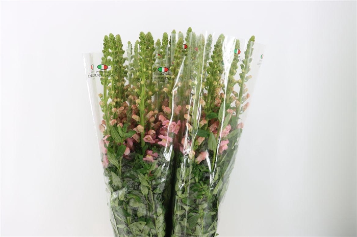 <h4>Antir Overig Light Pink</h4>