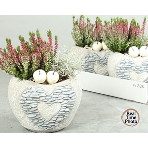 ARR TUINPLANTEN
