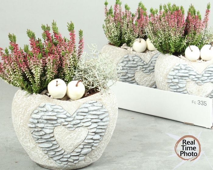 <h4>ARR TUINPLANTEN</h4>