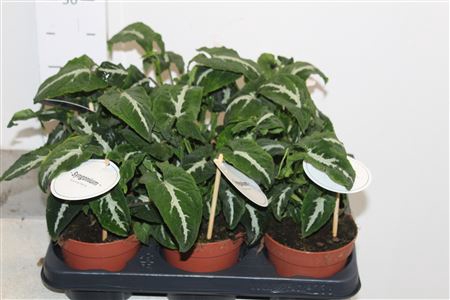 <h4>Syng Wendlandii</h4>