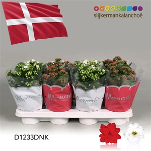 Kalanchoe Moments - Denmark flag