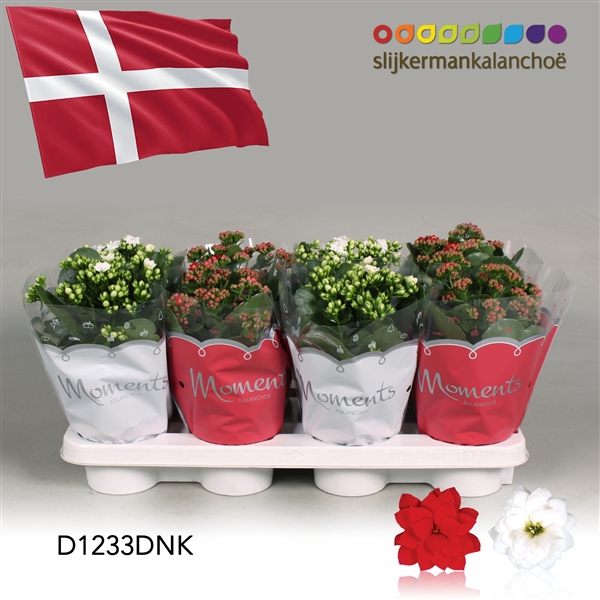 <h4>Kalanchoe Moments - Denmark flag</h4>