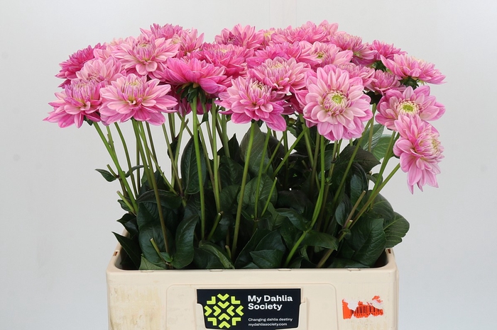 <h4>Dahlia Annamarie</h4>