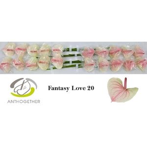 Anthurium Fantasy Love