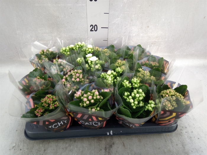 <h4>Kalanchoe blos.   ..rosebud mix  5</h4>